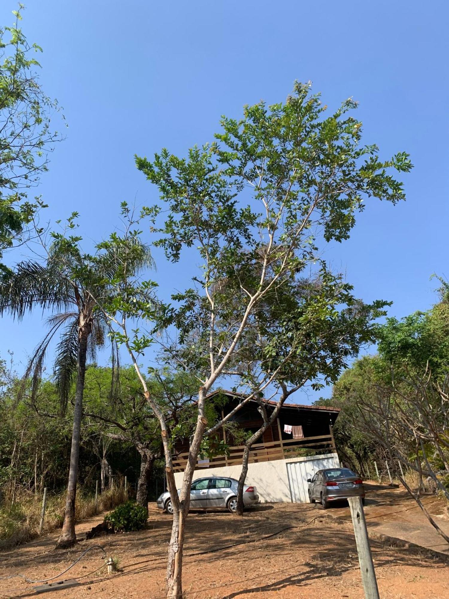 Casa Madeira Em Santo Hilario Pimenta (Minas Gerais) Exterior foto